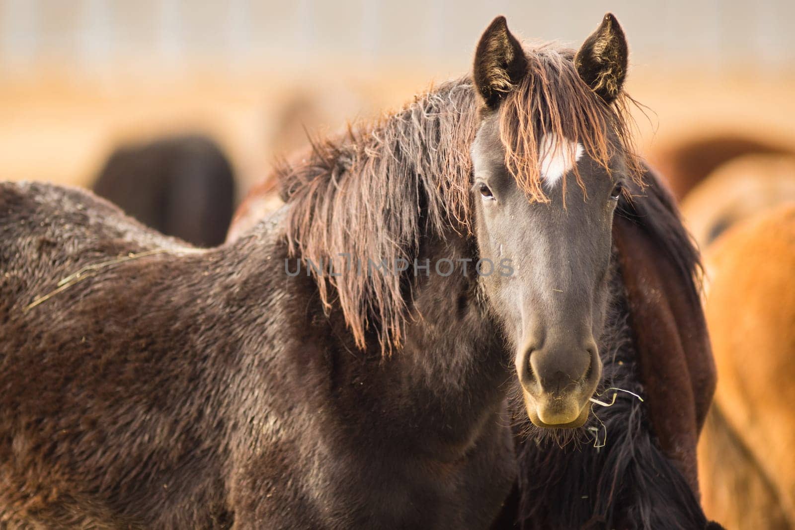 Adoptable horses on site in Oregon near Burns