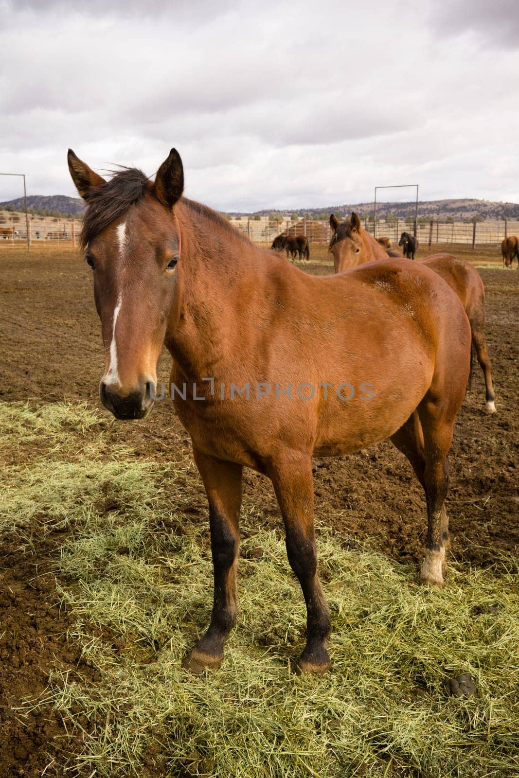 Adoptable horses on site in Oregon near Burns