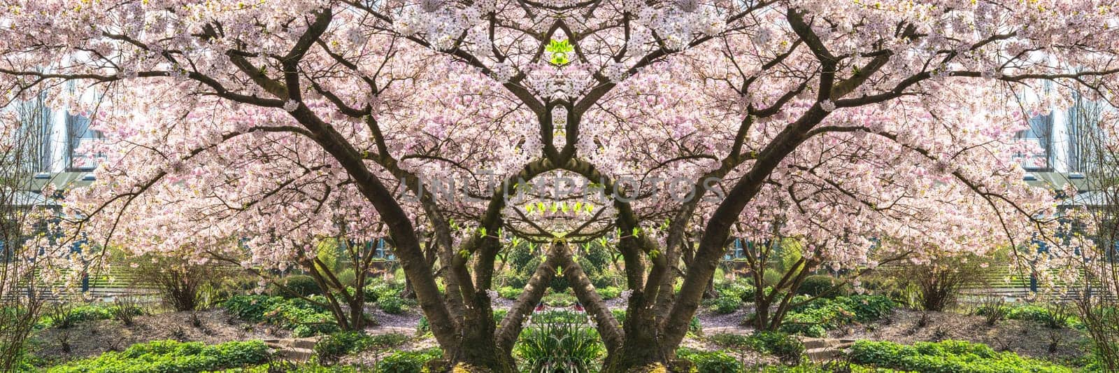 Panorama,pink tree blossoms in spring against a blue sky...