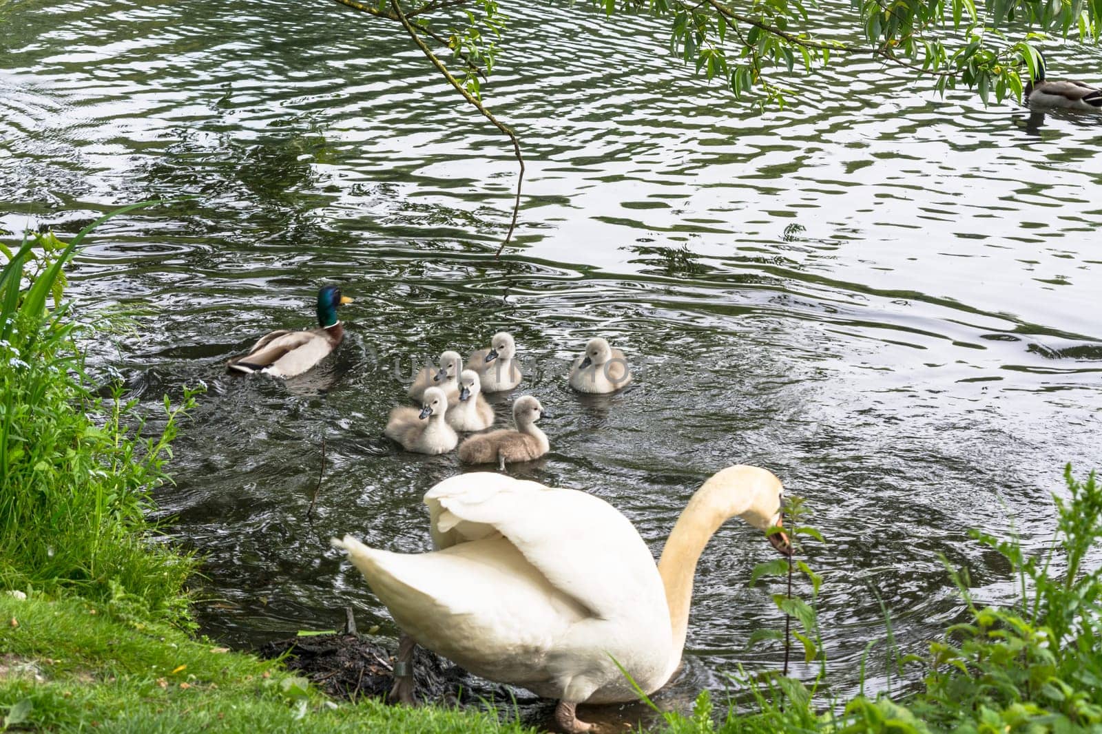 White swan with young swans swimming on a pond...