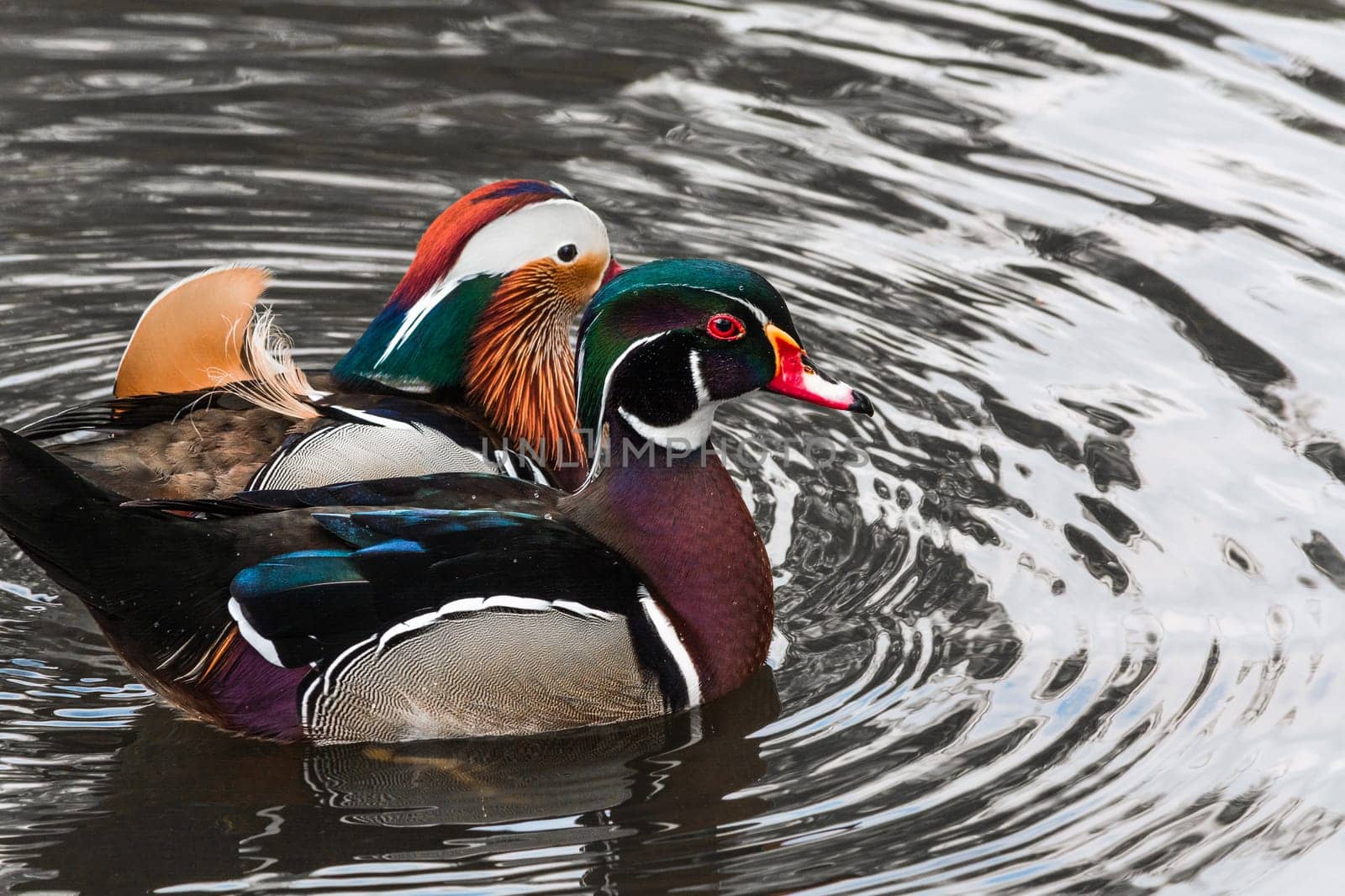 Close-up mandarin ducks (Aix galericulata) swimming on a pond.