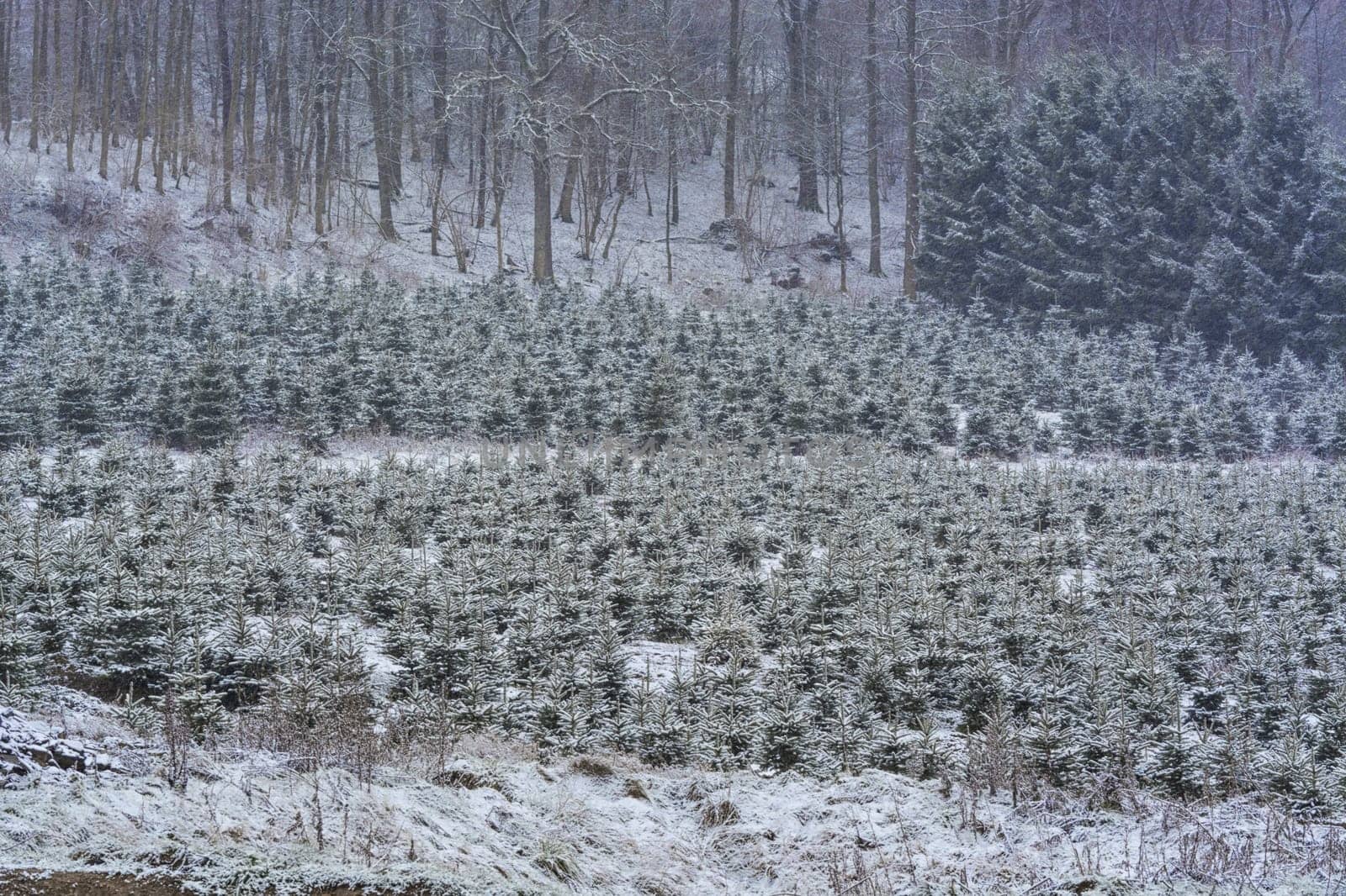 Mystical and picturesque fir forest in beautiful winter..