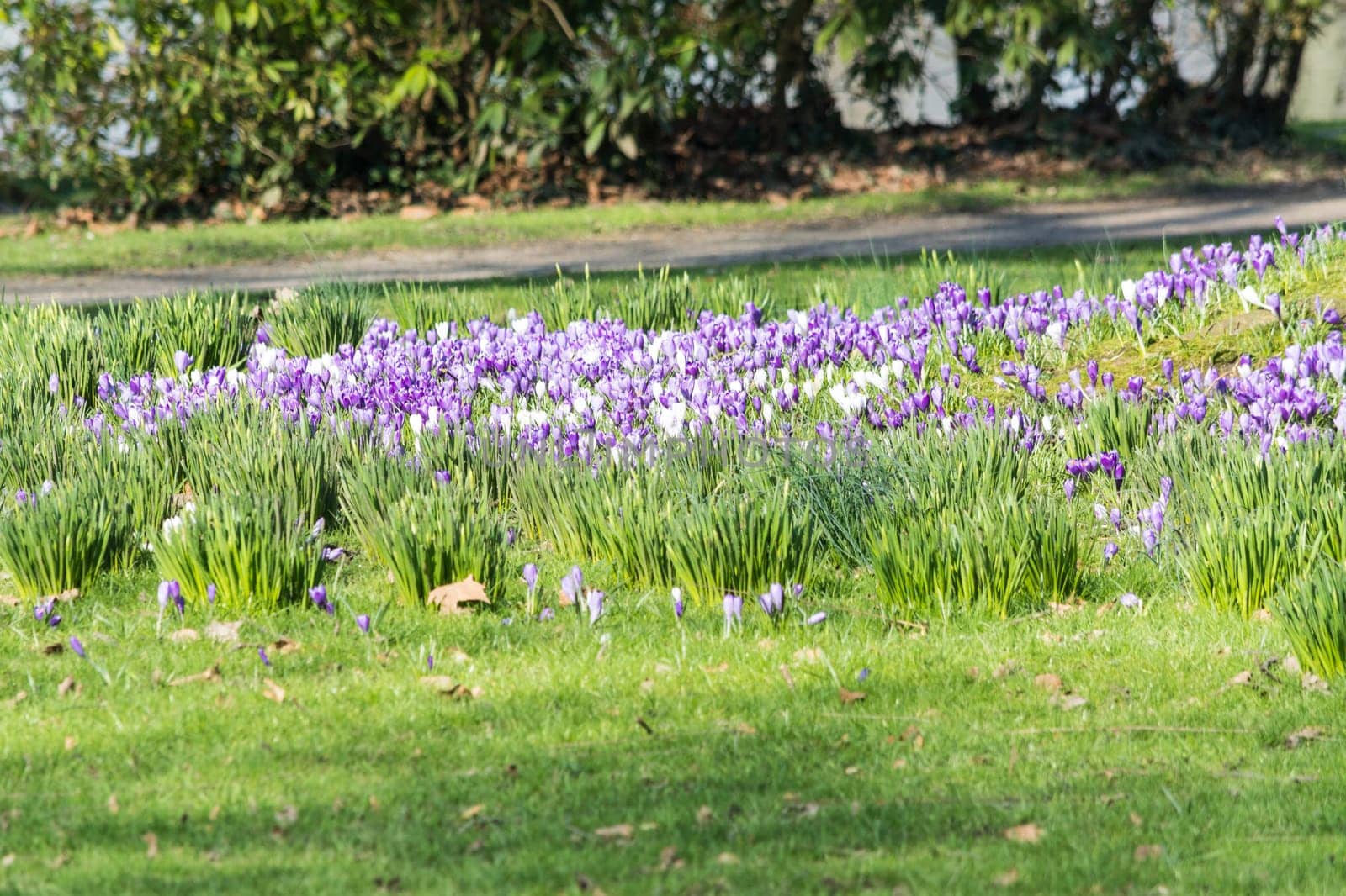 Various purple crocuses in spring on a meadow..