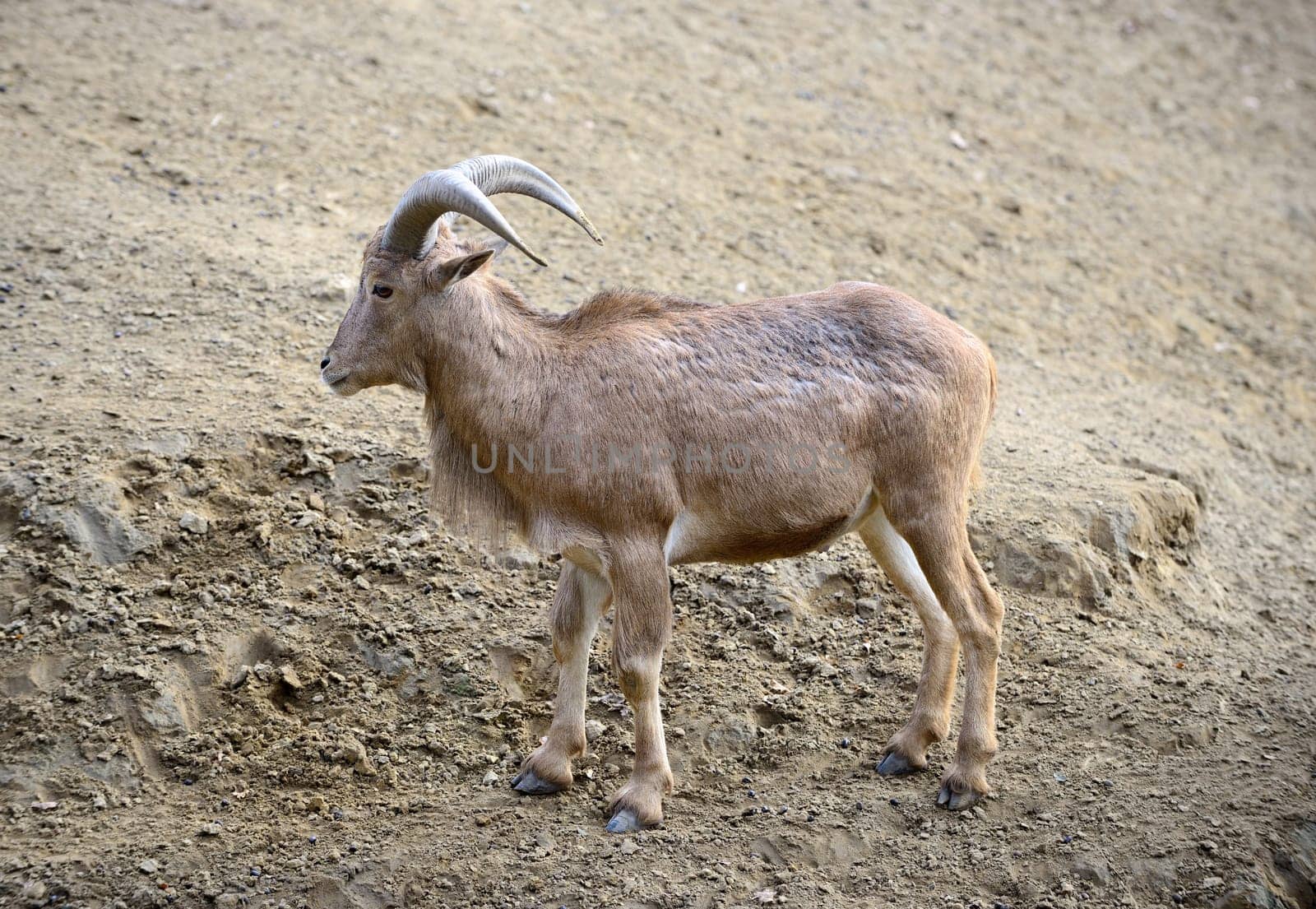 One ammotragus lervia or barbary sheep at zoo