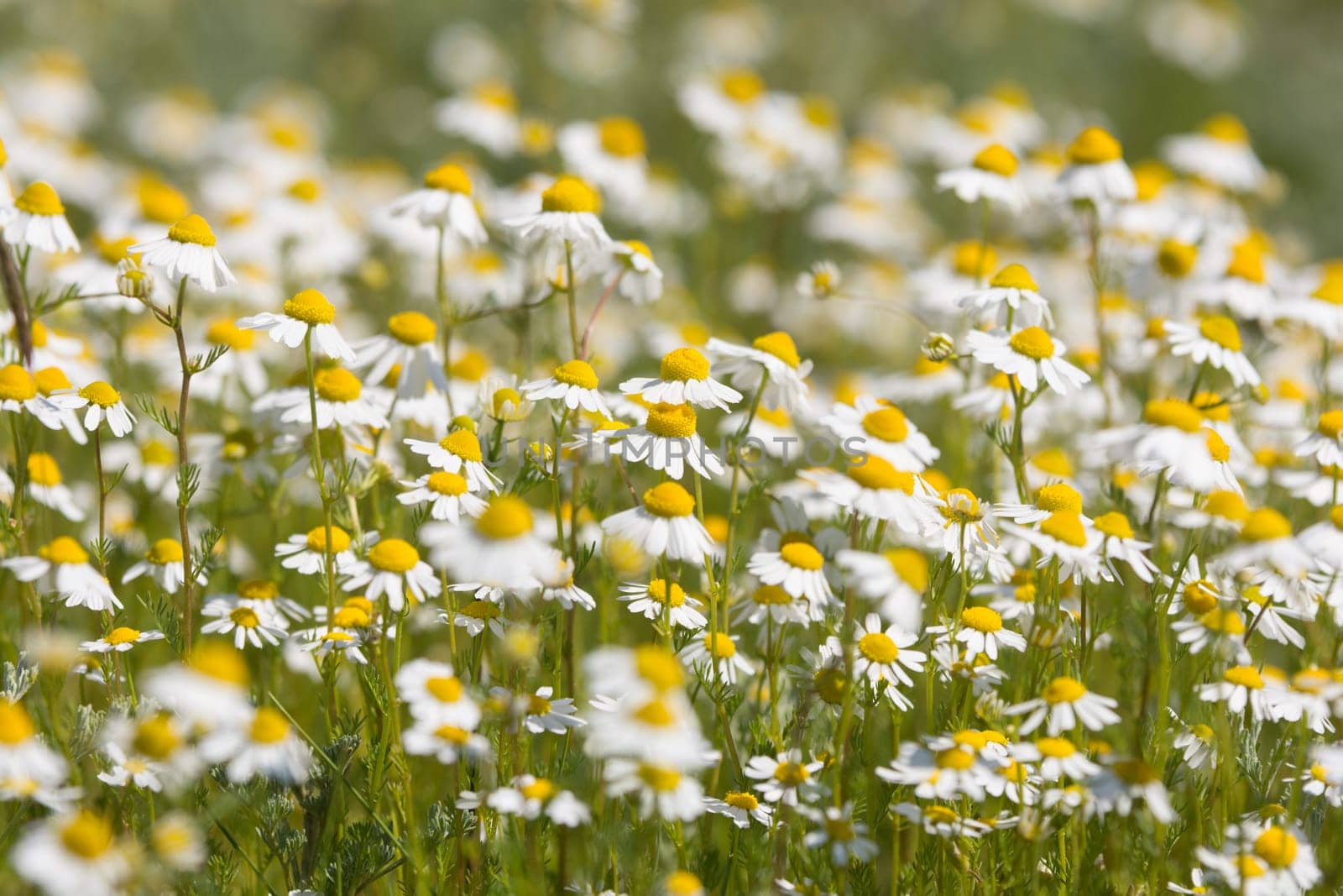 thickets of chamomile on a meadow