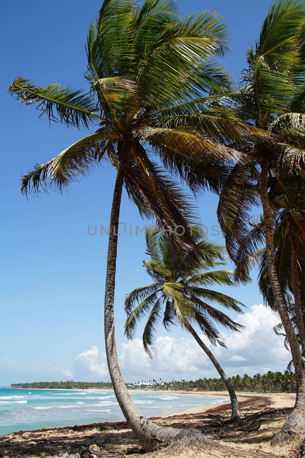 Palm trees on the beach