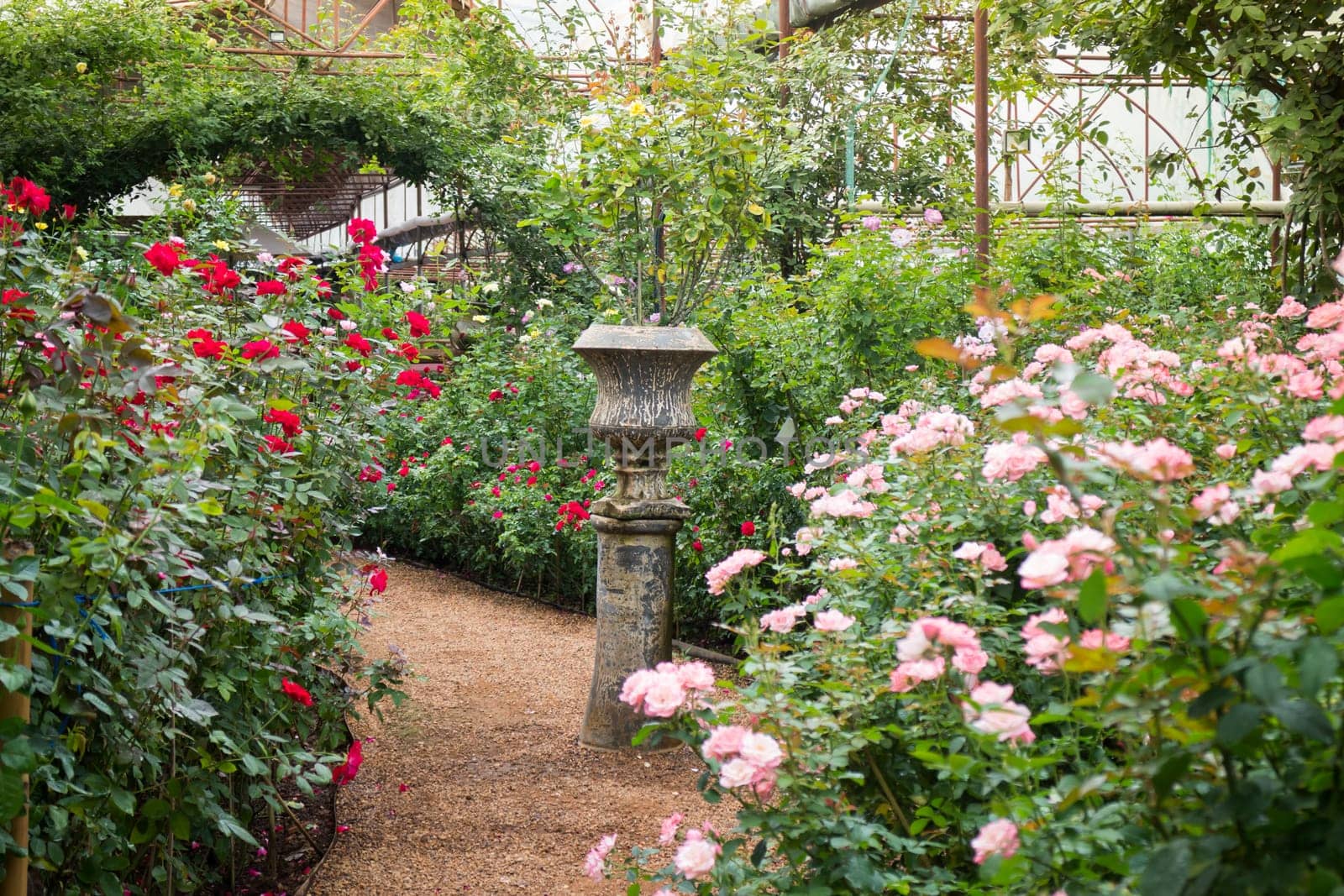 Walkway in botanic rose garden, stock photo