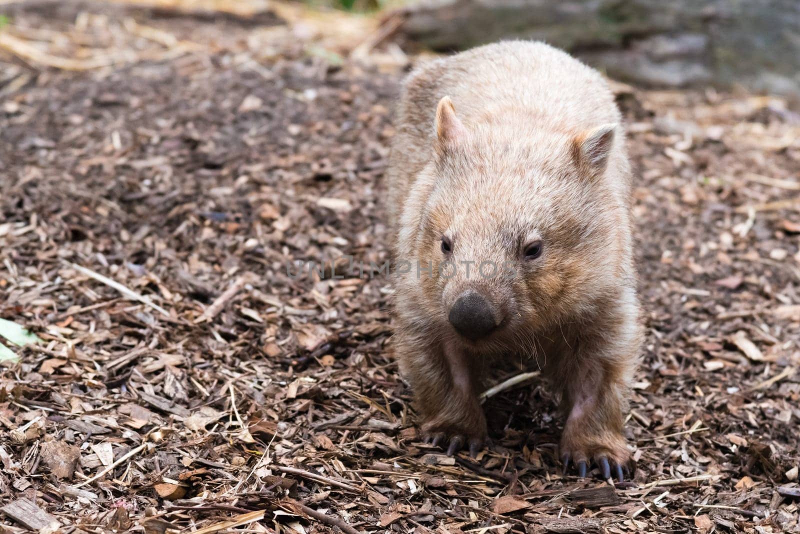 Close-up on Australian wombat