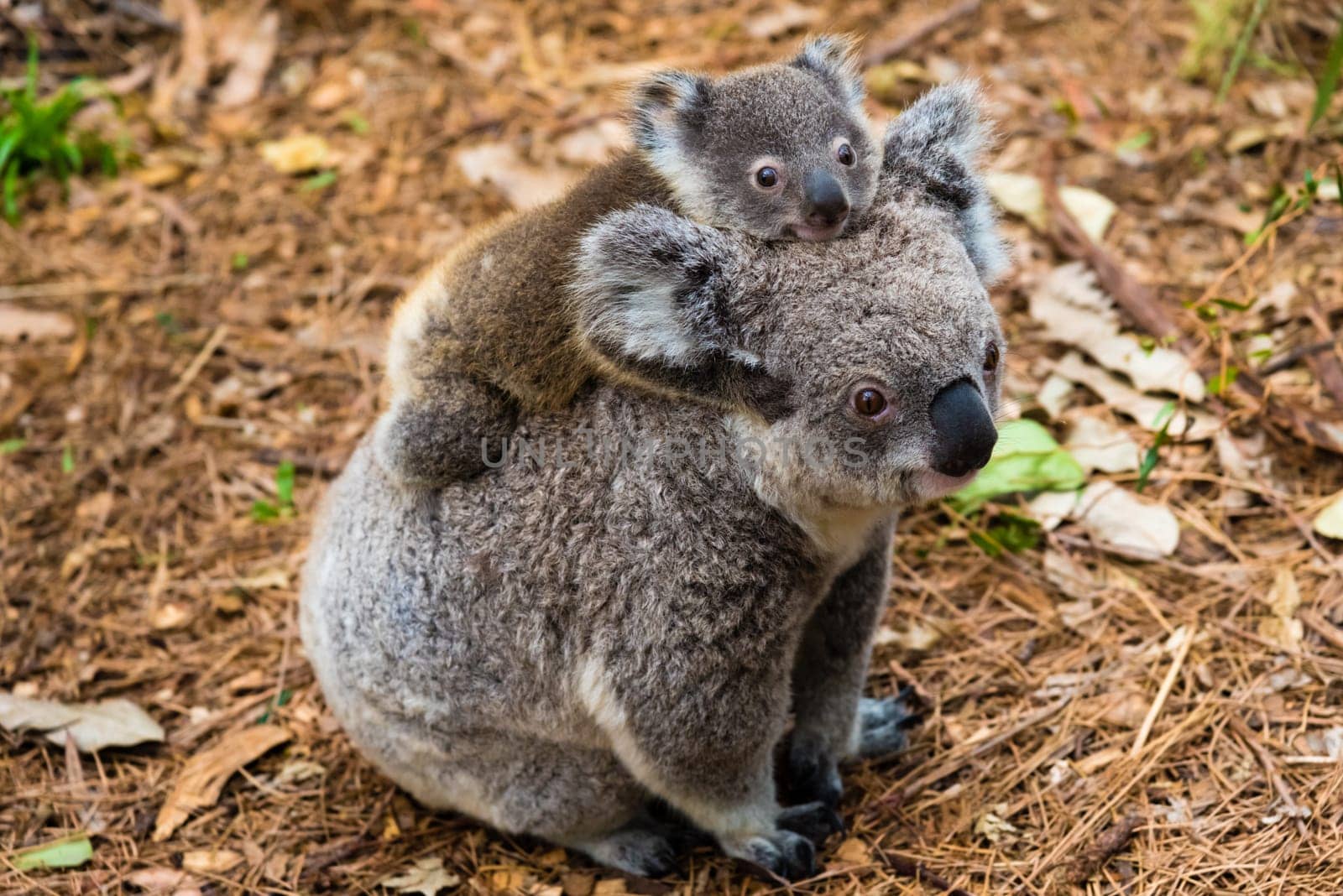Australian koala bear native animal with baby on the back.