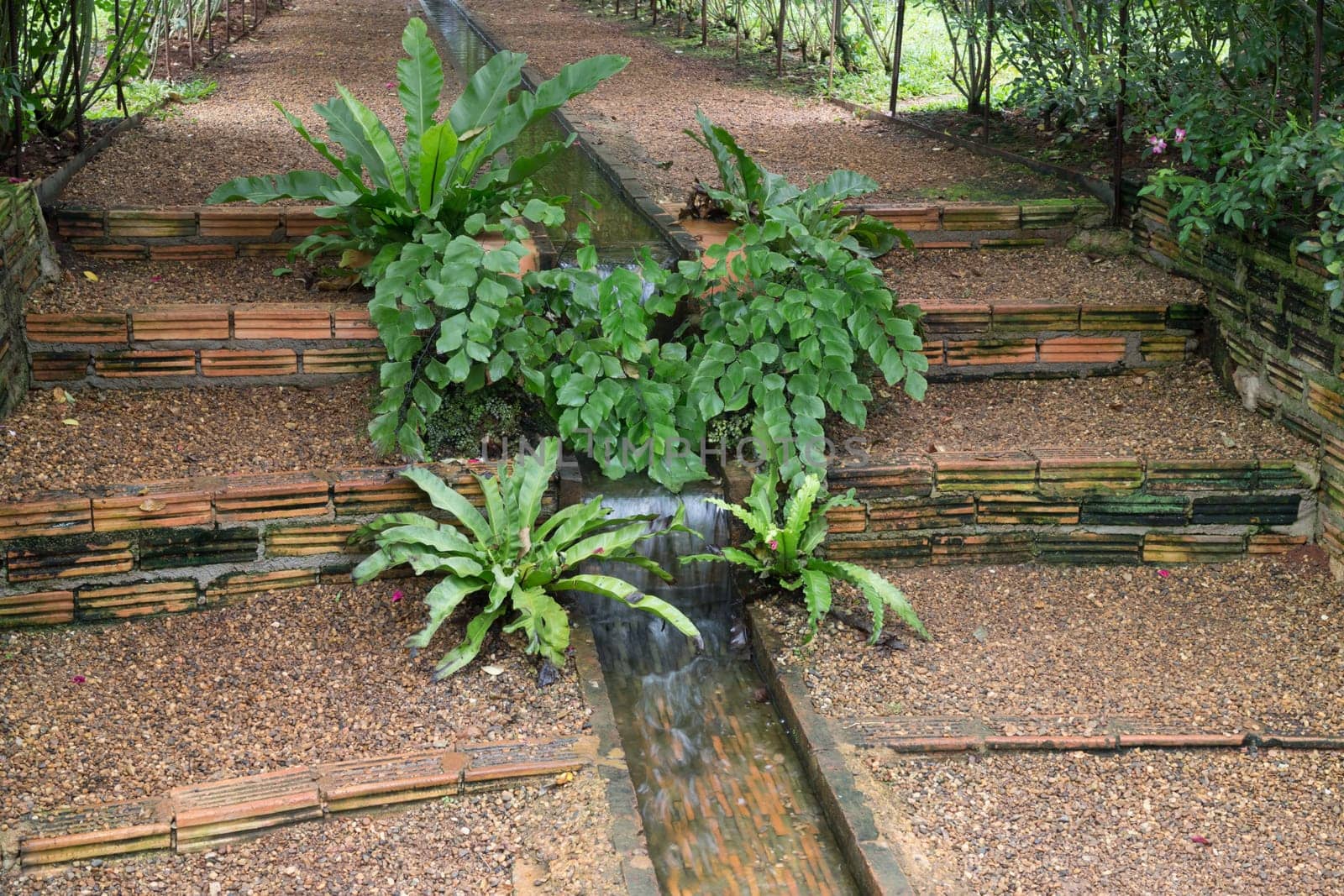 Walkway in botanic rose garden, stock photo