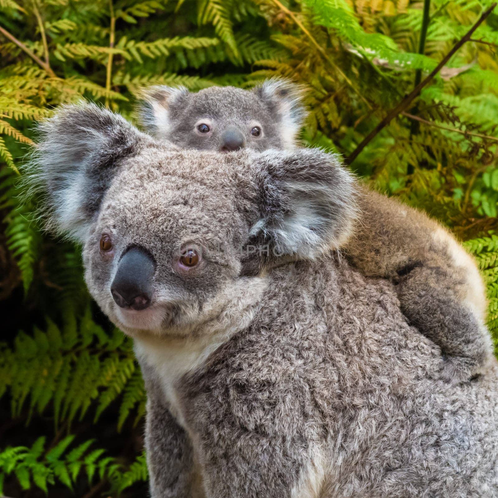 Australian koala bear native animal with baby on the back.