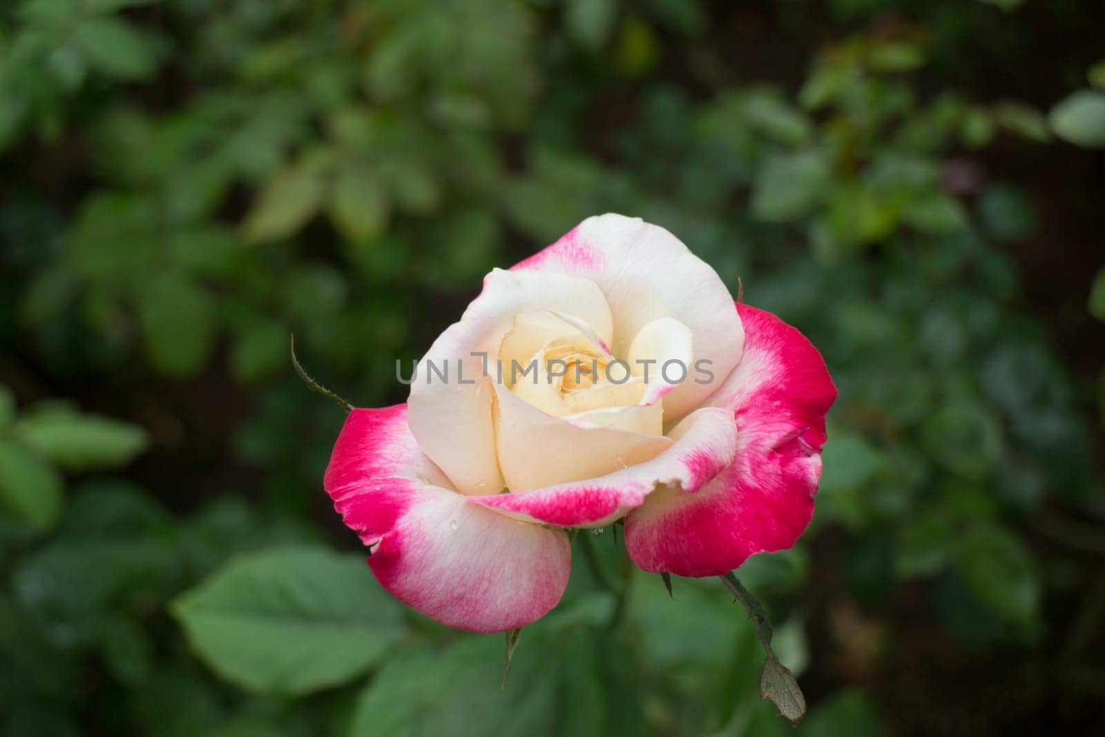 Yellow rose with red tips boldly  in the garden, stock photo