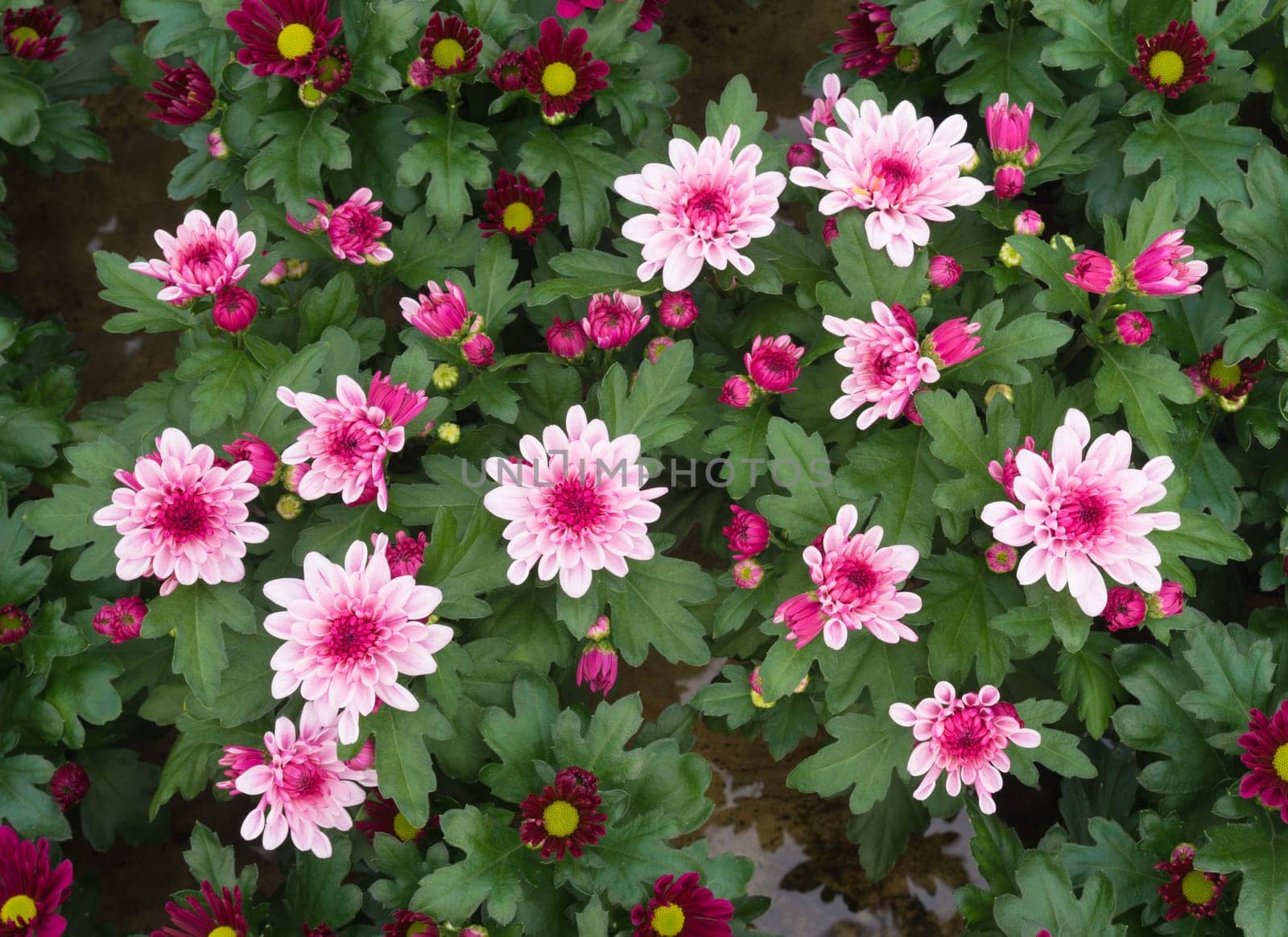 closeup of blooming flowers in a commercial greenhouse in the netherlands