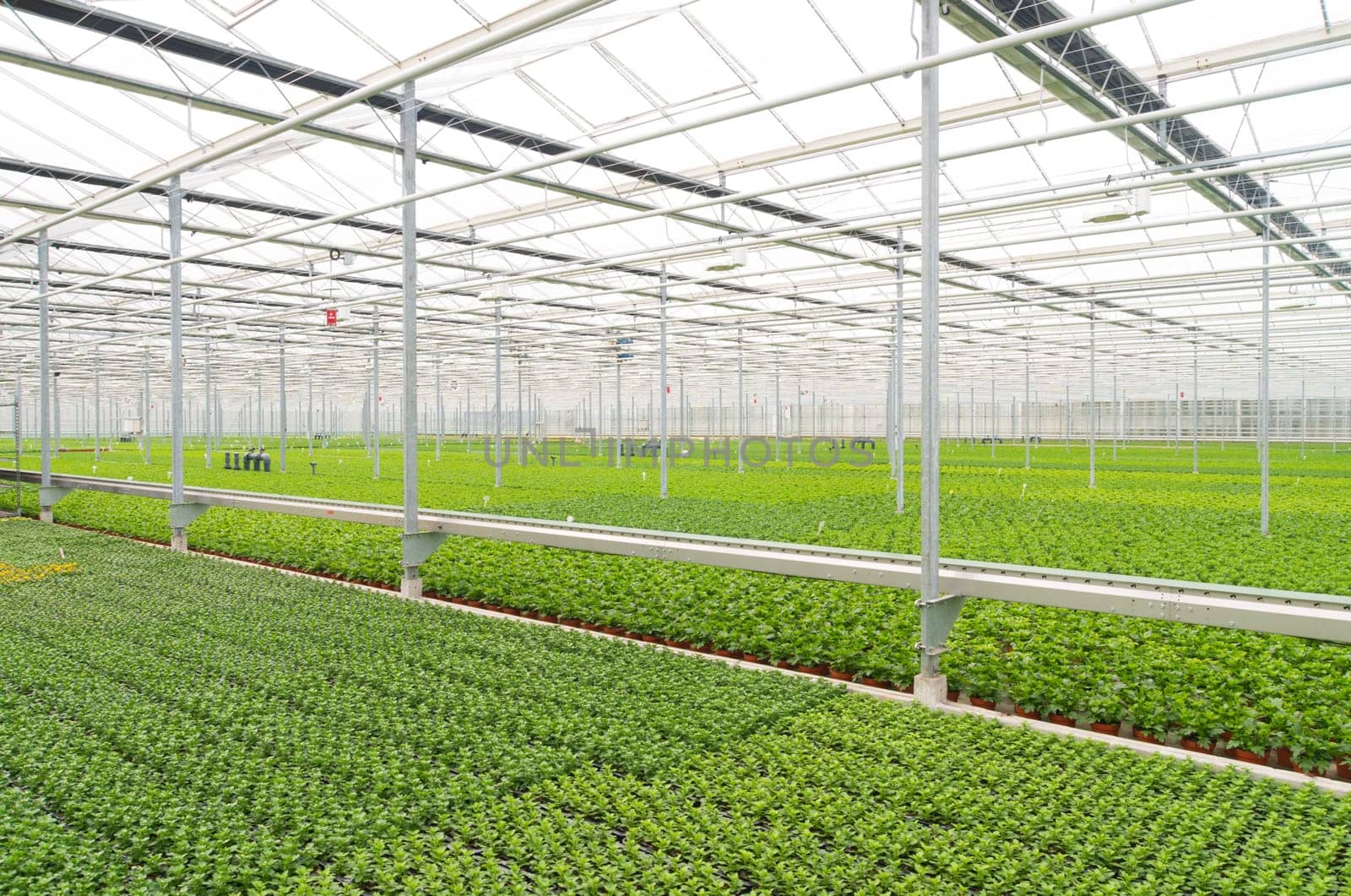 cultivation of flowers in a commercial greenhouse in the netherlands