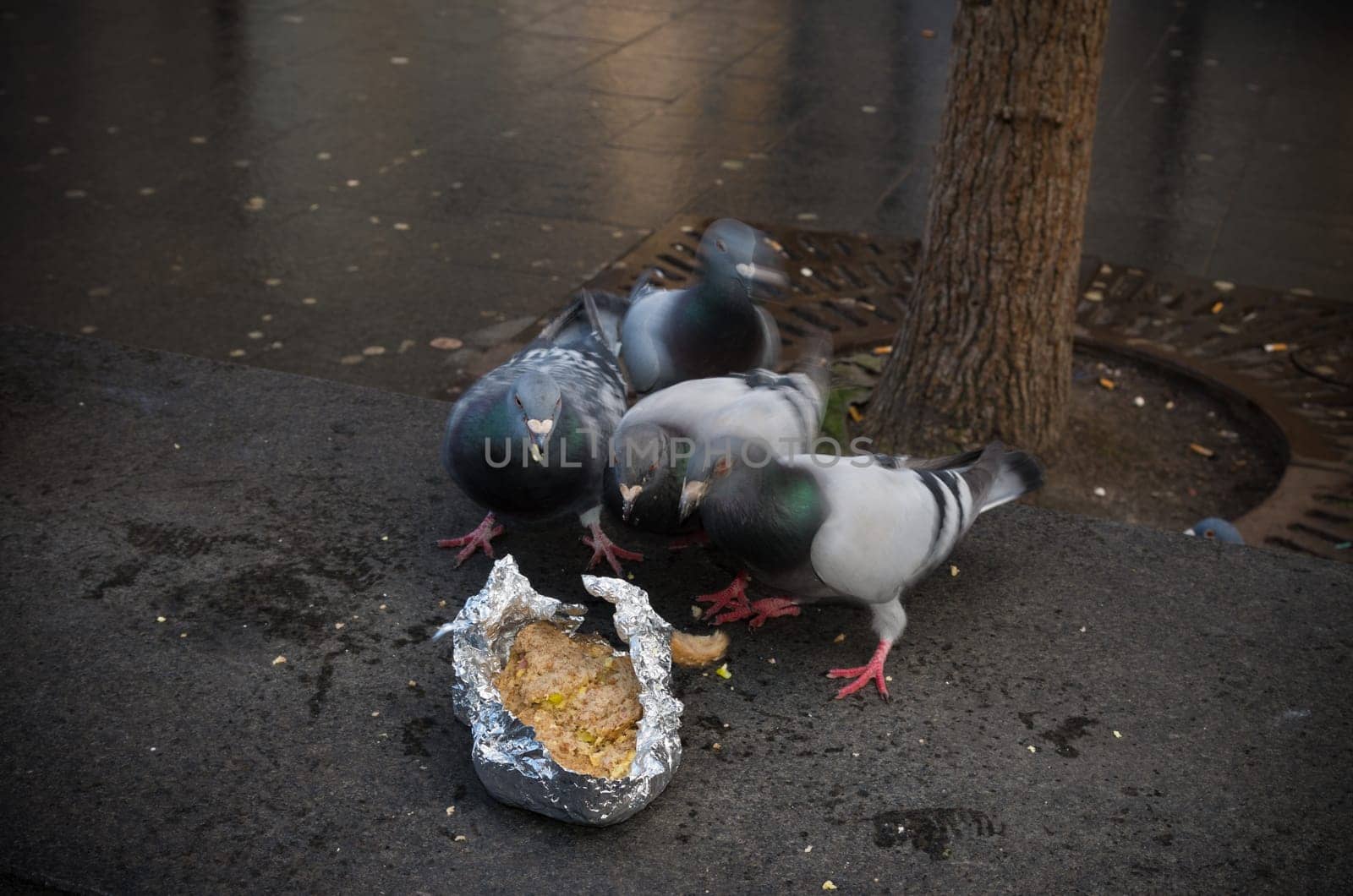 four pigeons eating waste bread in a city