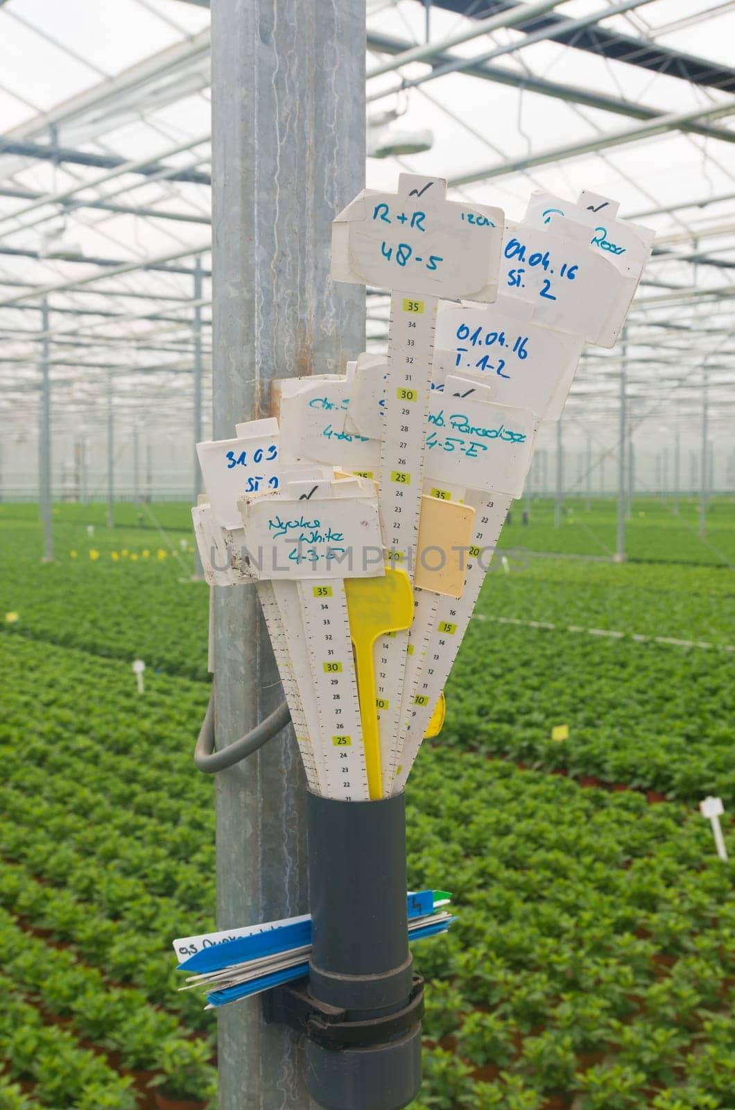 interior of a commercial greenhouse in the netherlands