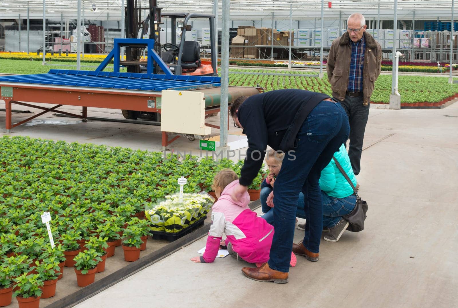 NAALDWIJK, NETHERLANDS - APRIL 2, 2016: Unknown family with kids visiting a commercial greenhouse during the annual "visit a greenhouse"" open days"