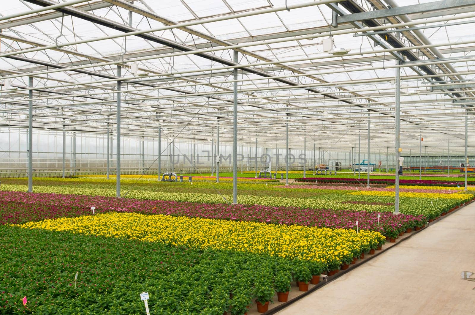 interior of a greenhouse growing flowers in the netherlands