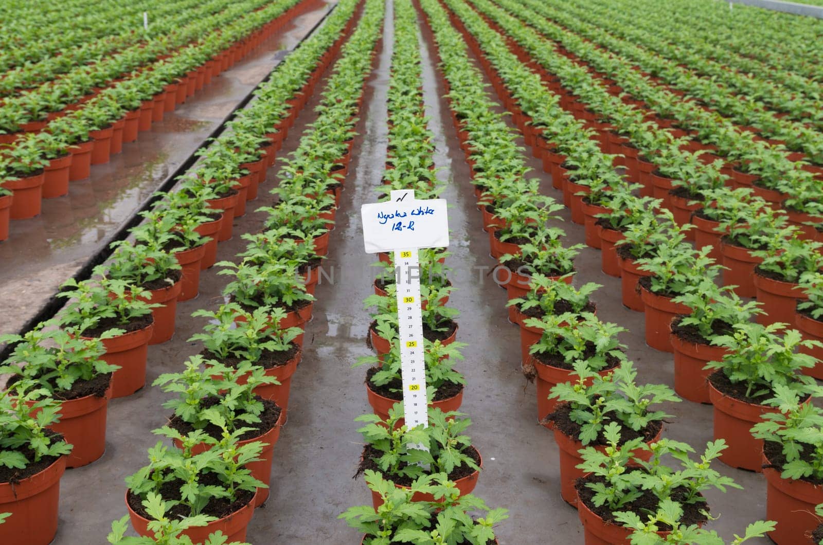 cultivation of flowers in a commercial greenhouse in the netherlands