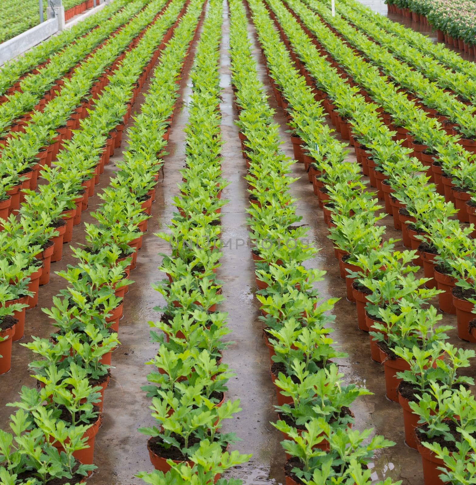 cultivation of flowers in a commercial greenhouse in the netherlands