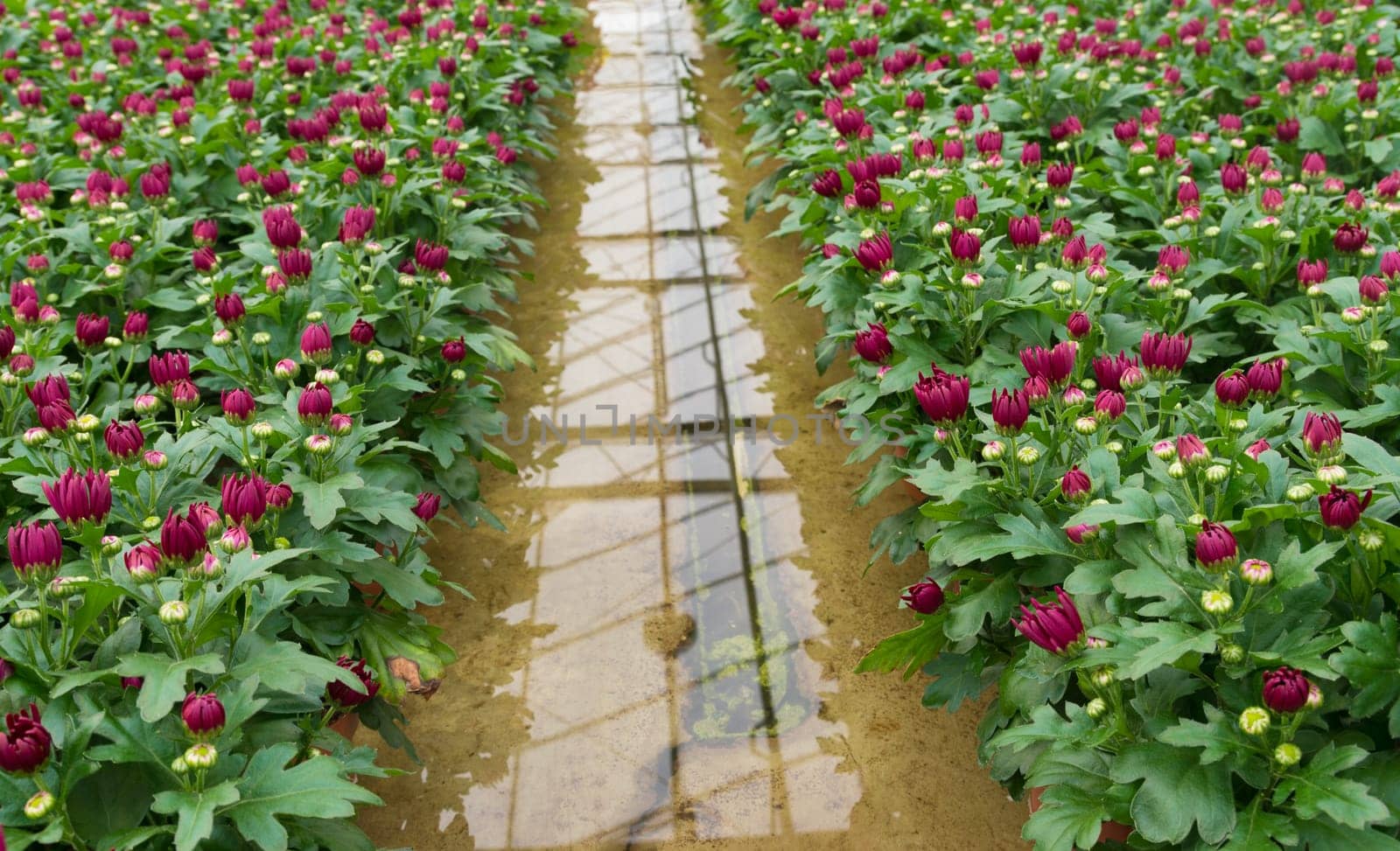 cultivation of flowers in a commercial greenhouse in the netherlands