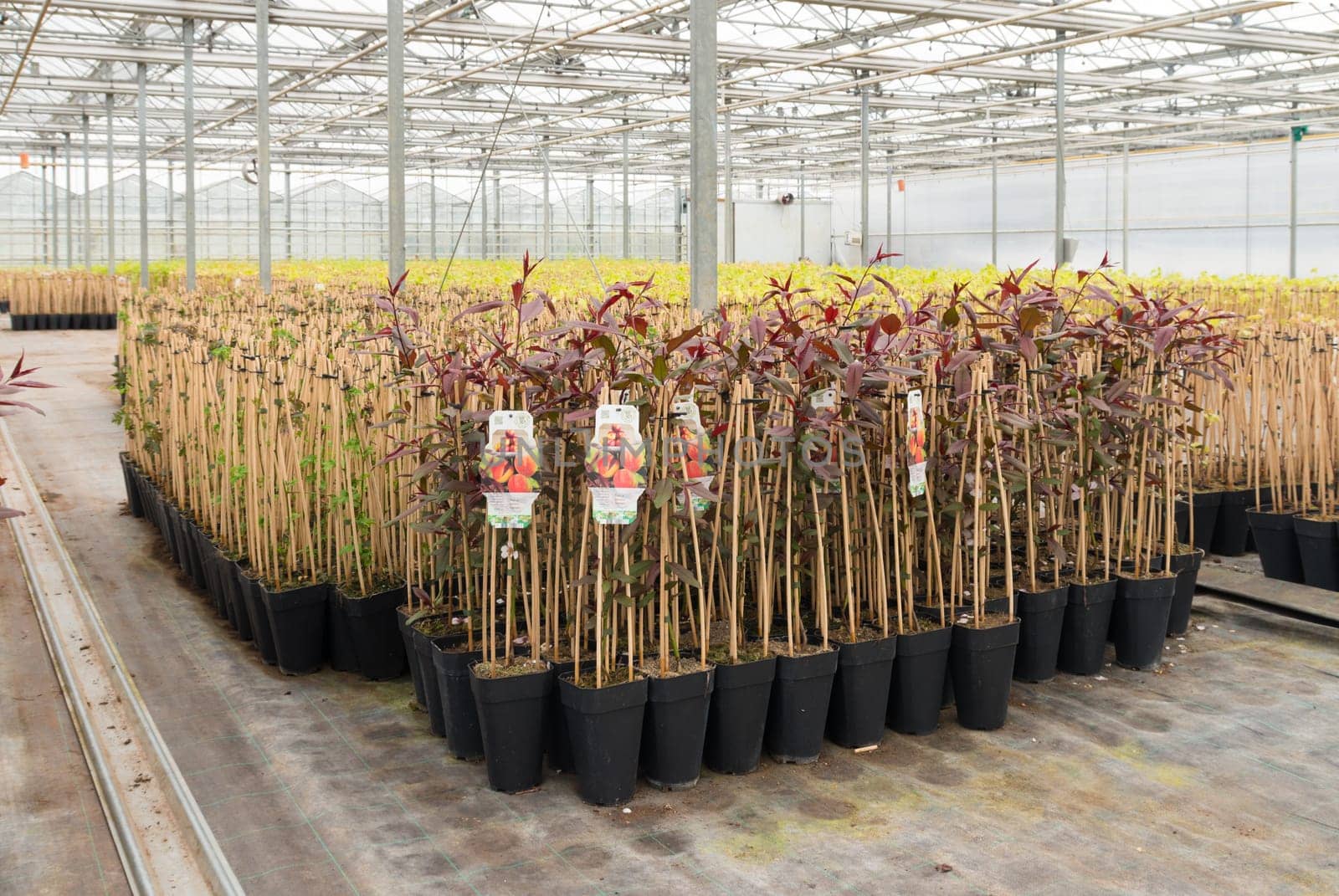 young peach trees ready for sale in a commercial dutch greenhouse