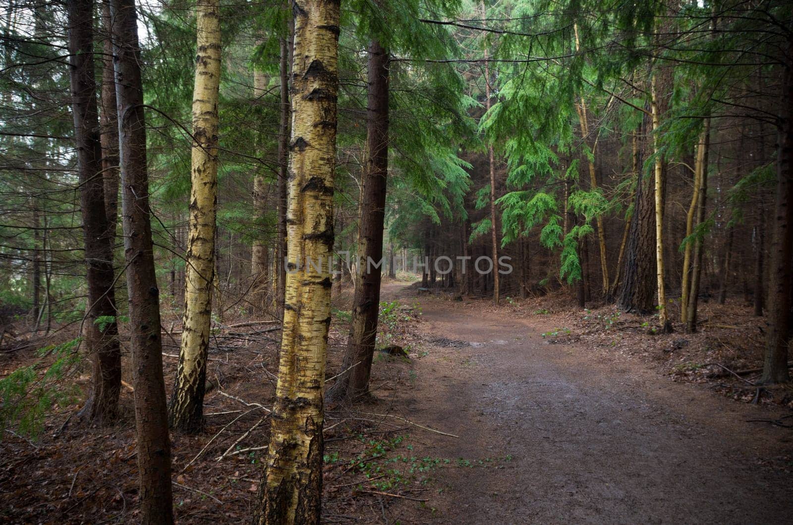 footpath through an autumn forest