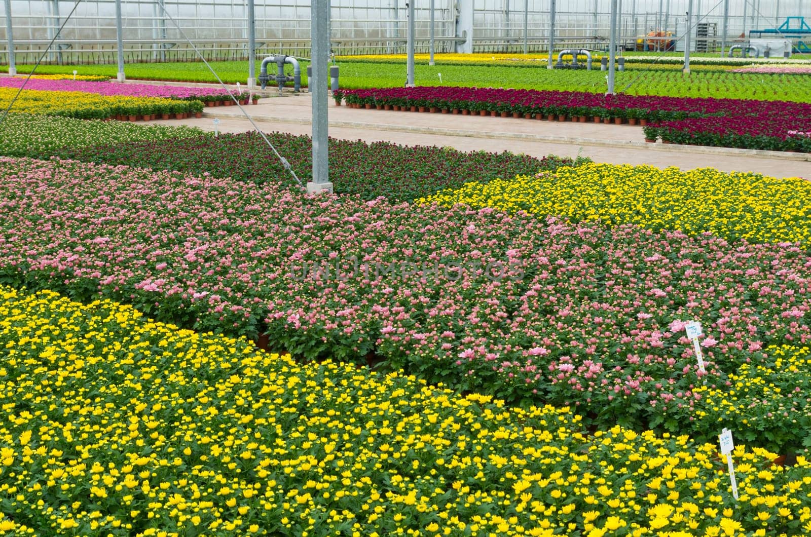 interior of a greenhouse growing flowers in the netherlands