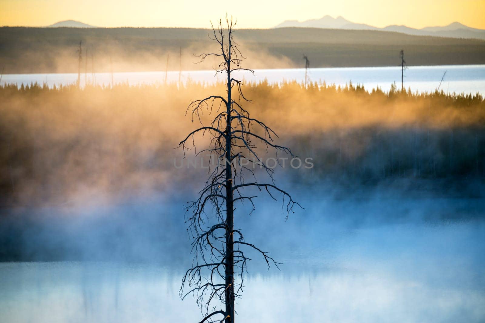 Single tree in Yellowstone National Park at sunrise with fog rising off of the lake