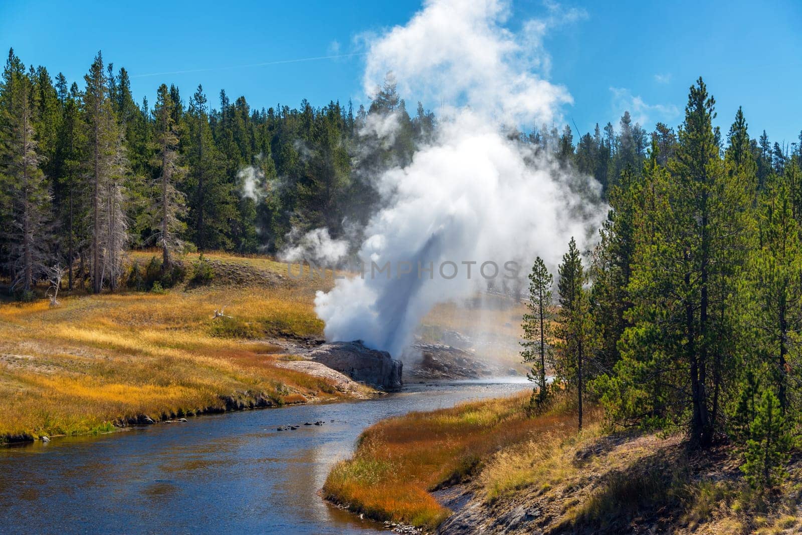 Riverside Geyser erupting next to the Firehole River in the Upper Geyser Basin in Yellowstone National Park