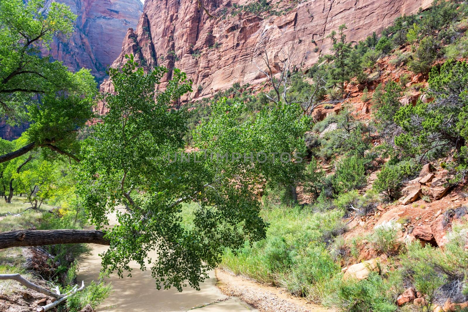 View of the Virgin River in Zion Canyon in Zion National Park in Utah