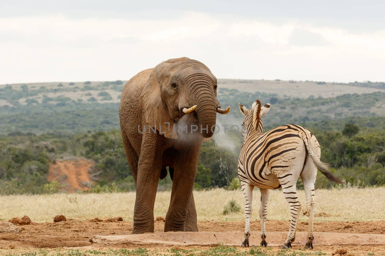 Bush Elephant blowing water to the zebra at the watering hole.