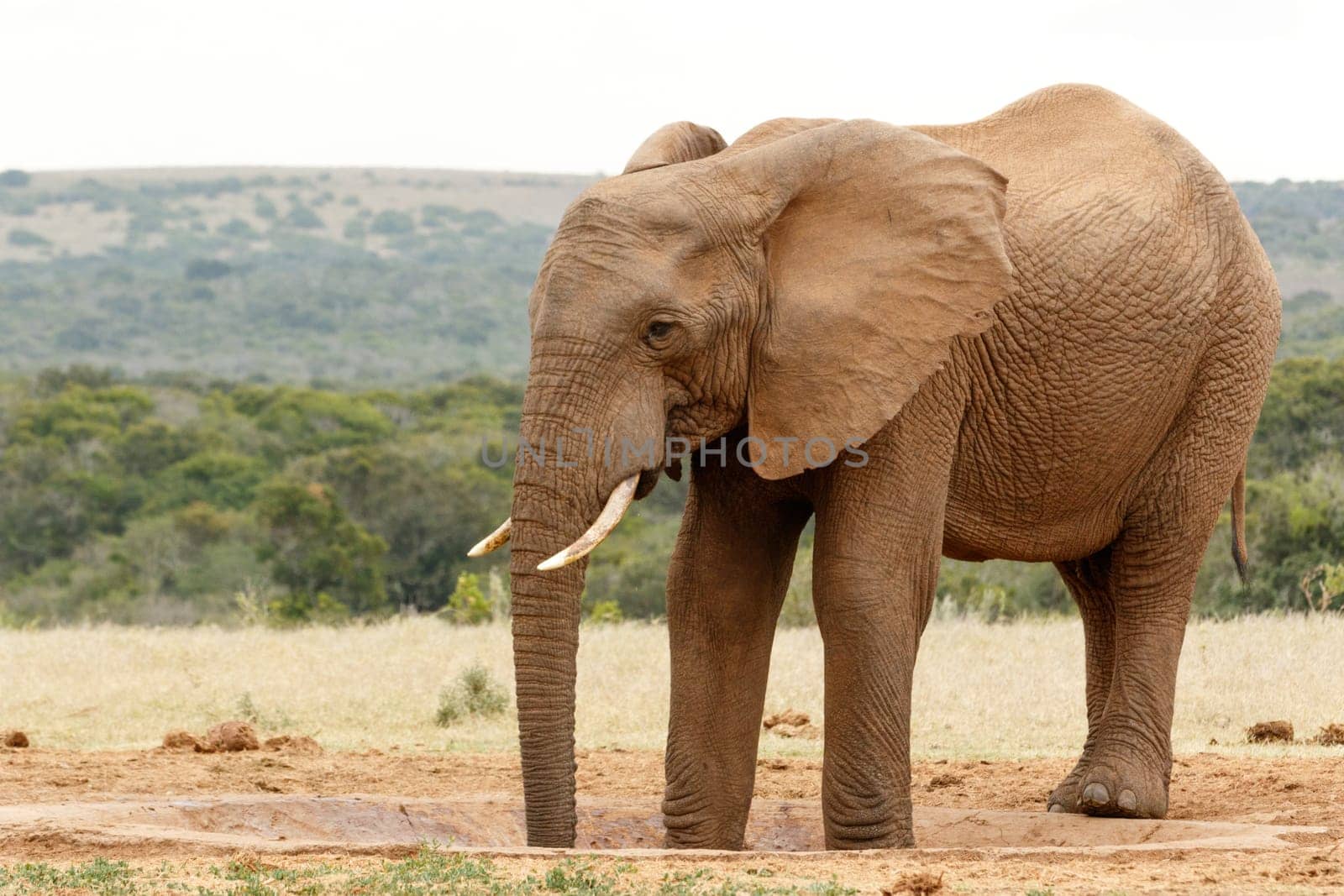 Bush Elephant standing with his two legs in the watering hole while slurping up the .water.