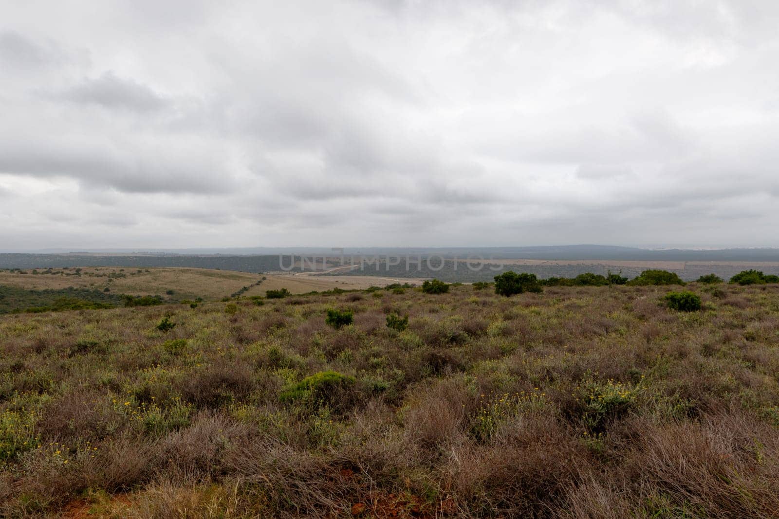 Overlooking the field of bushes in Addo Elephant National Park on a cloudy day.