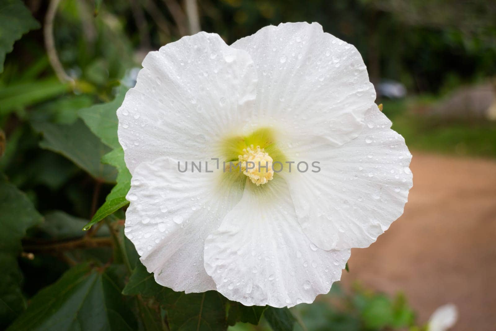 White hibiscus or shoe flower (chaba), stock photo