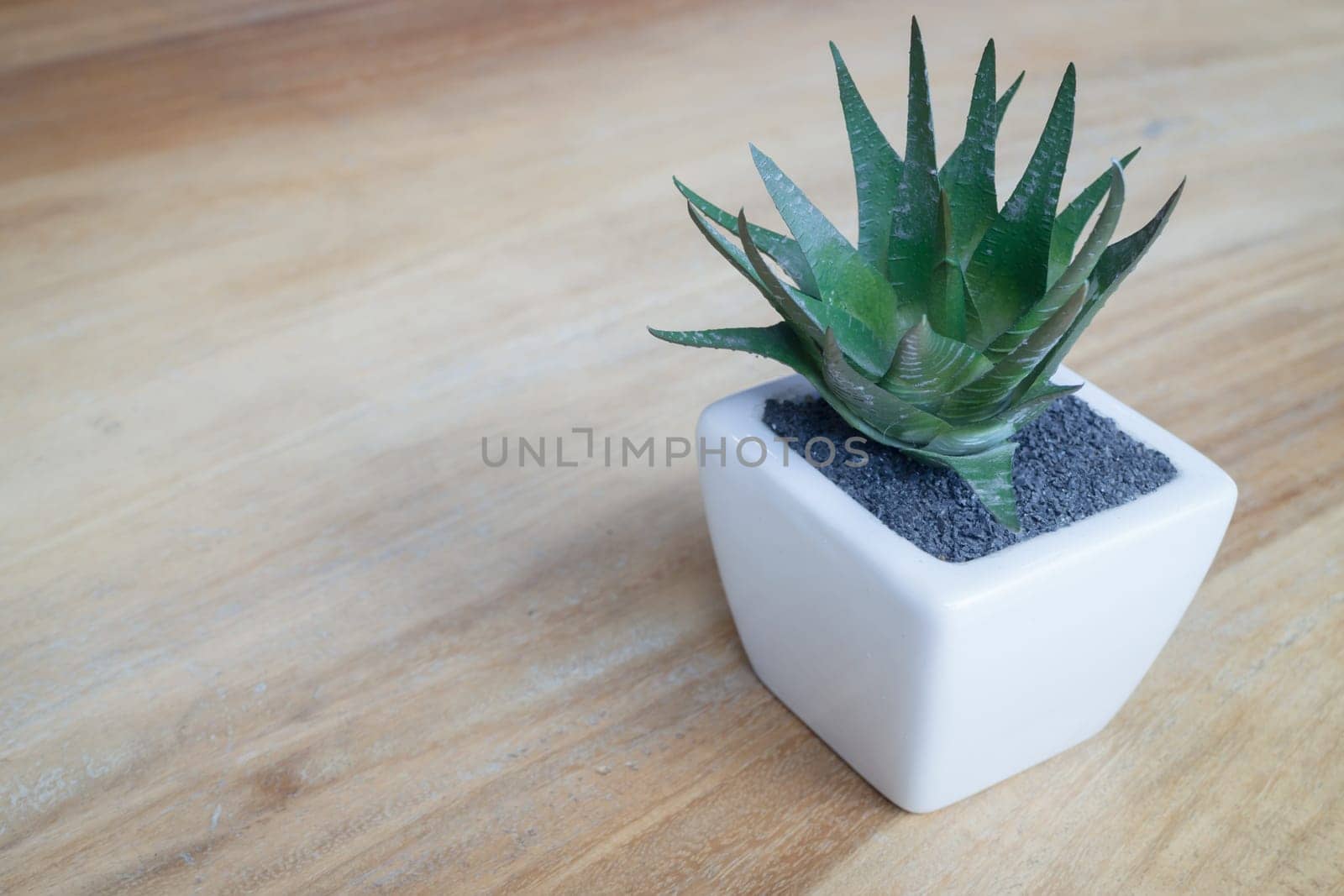 Mini plant pot on wooden table, stock photo