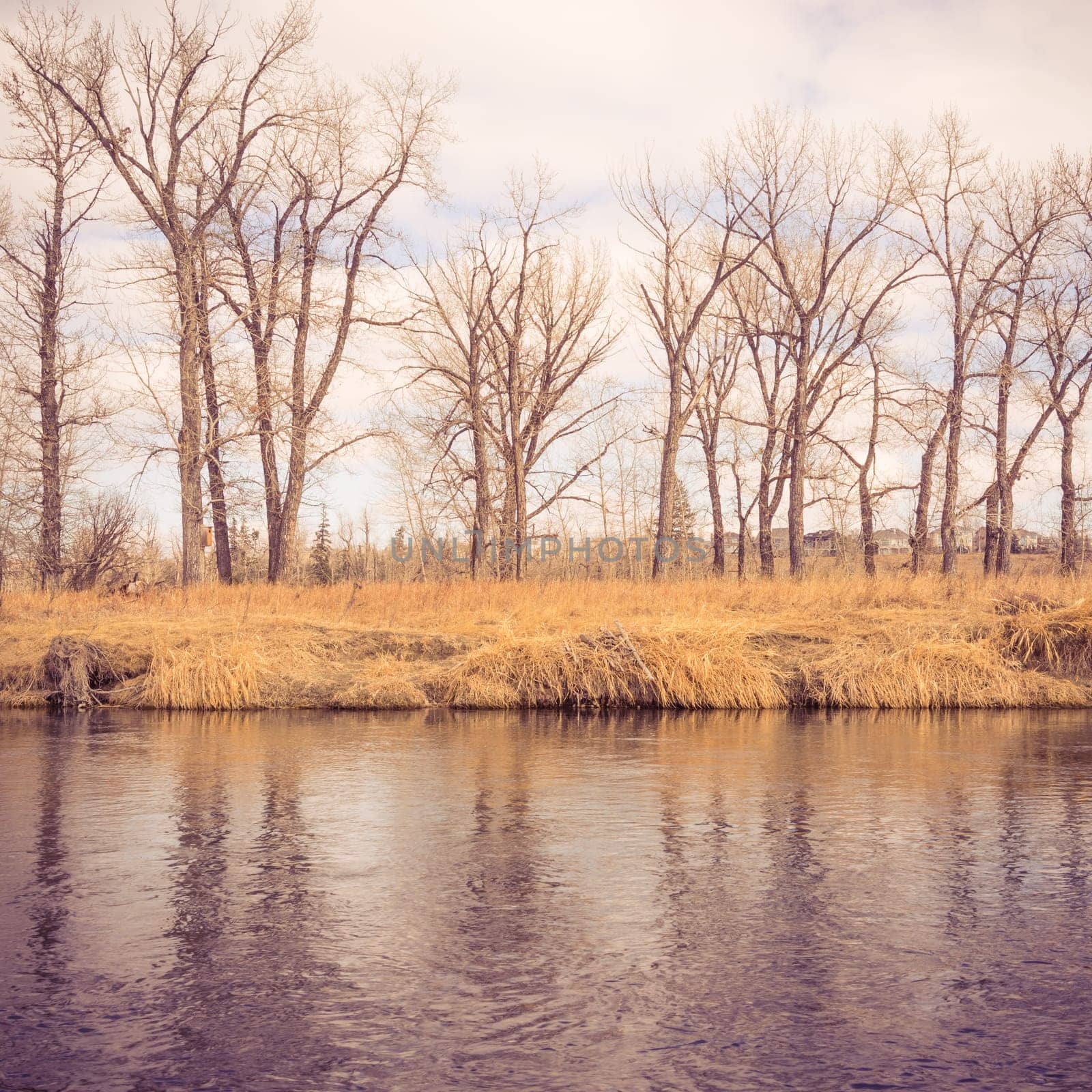 Bow River landscape with trees along its bank, Calgary, Alberta.