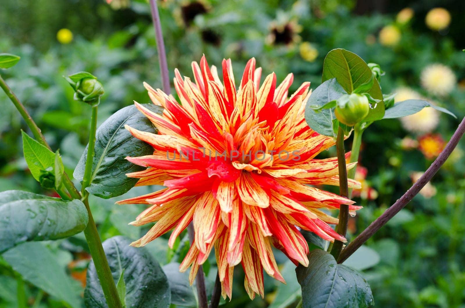 a great and beutiful flower from the family dahlia the name is Striped Vulcan