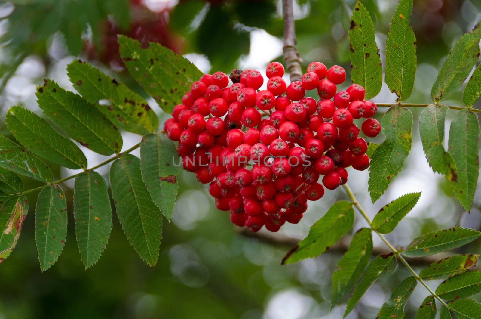 many rowanberry on the tree red and nice now it is autumn