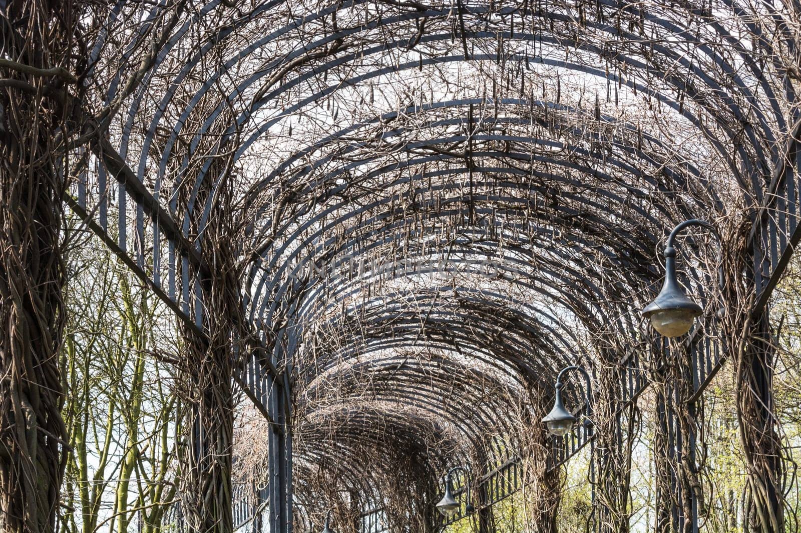 Beautiful garden architecture for climbing plants covered arcade..