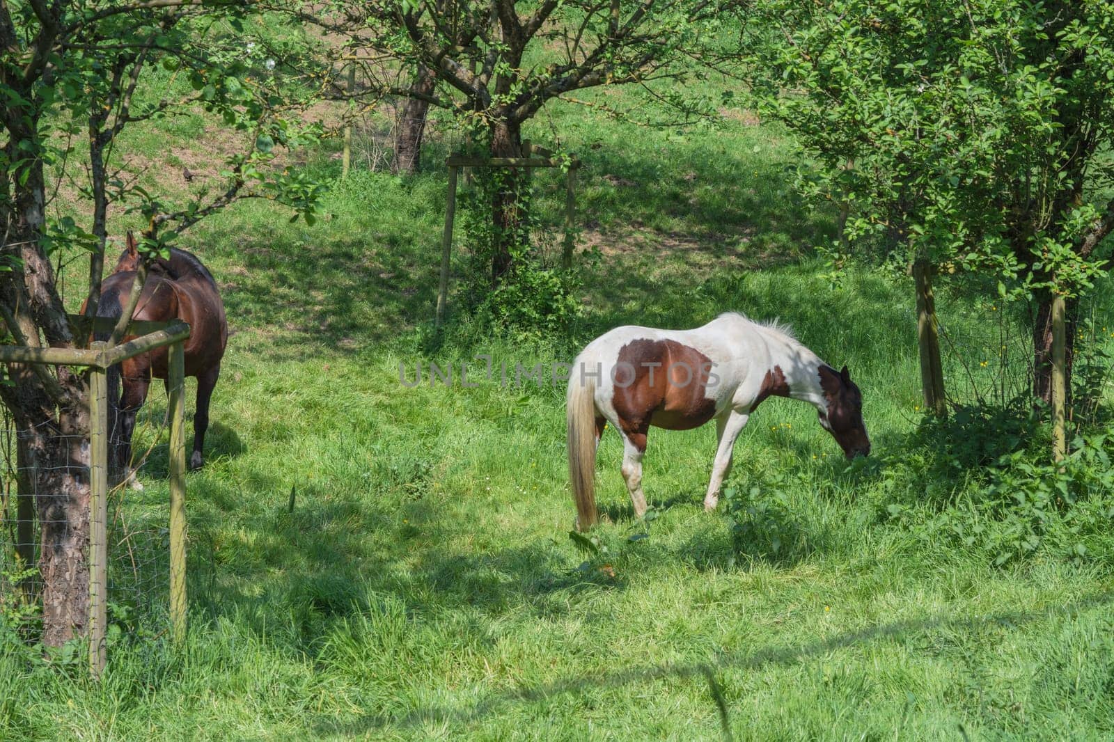 Beautiful brown white horse on a pasture in summer..