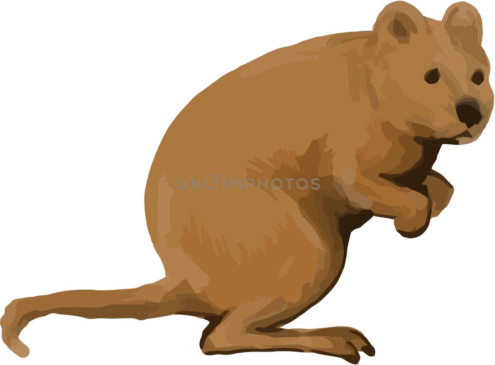 Watercolor style illustration of a quokka( Setonix brachyurus), the only member of the genus Setonix, is a small macropod indiginous to Australia viewed from the side set on isolated white background.