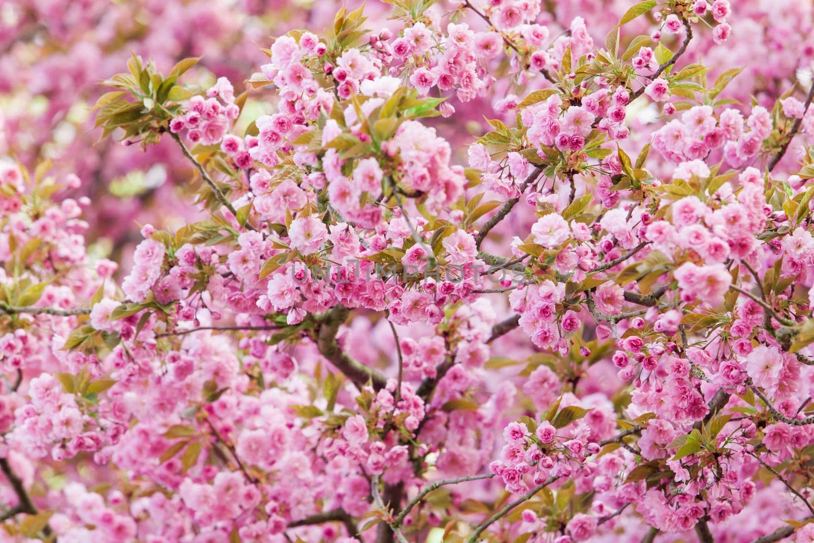 Beautiful pink flowers. lilac flowers.