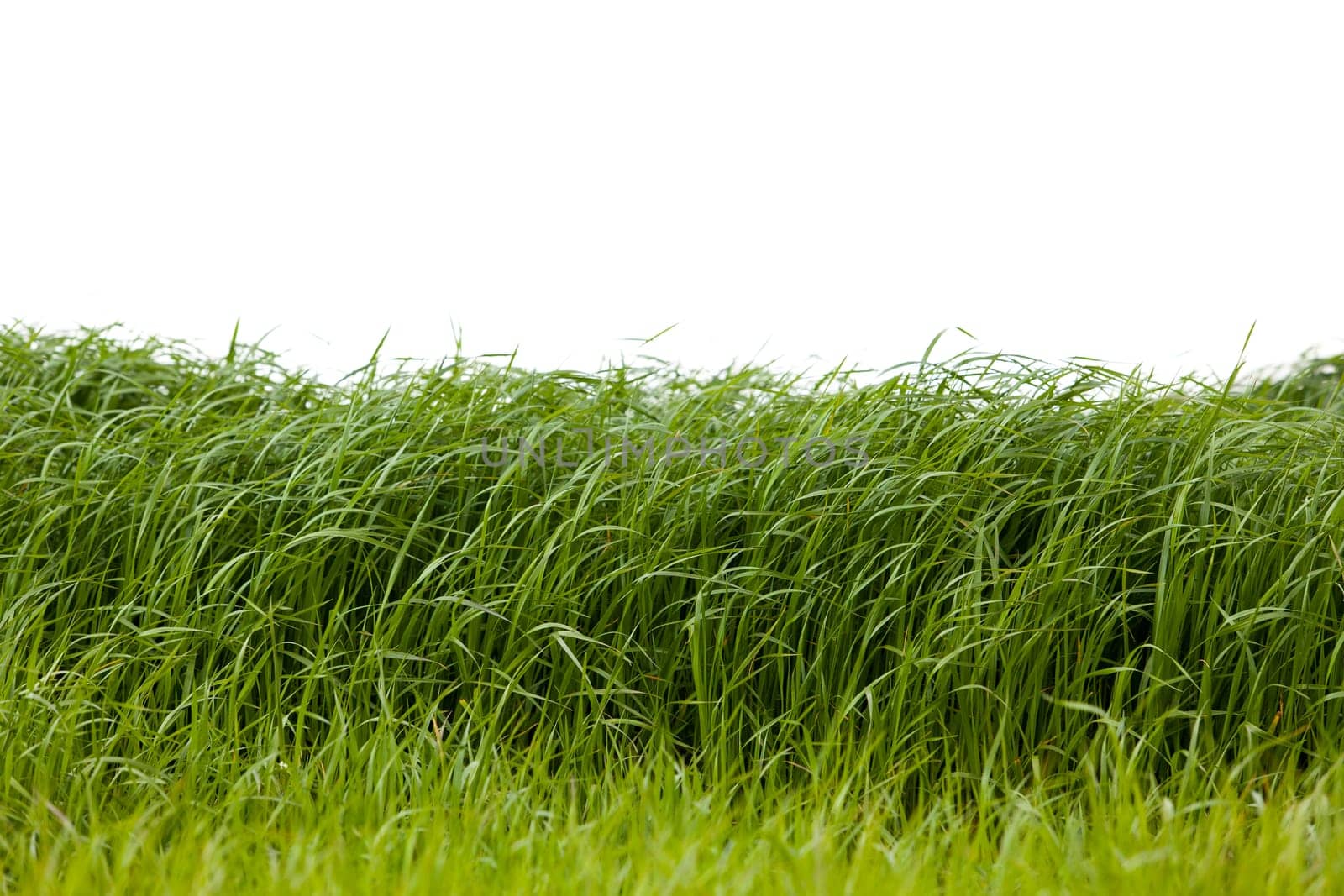 Grass isolated on white background.