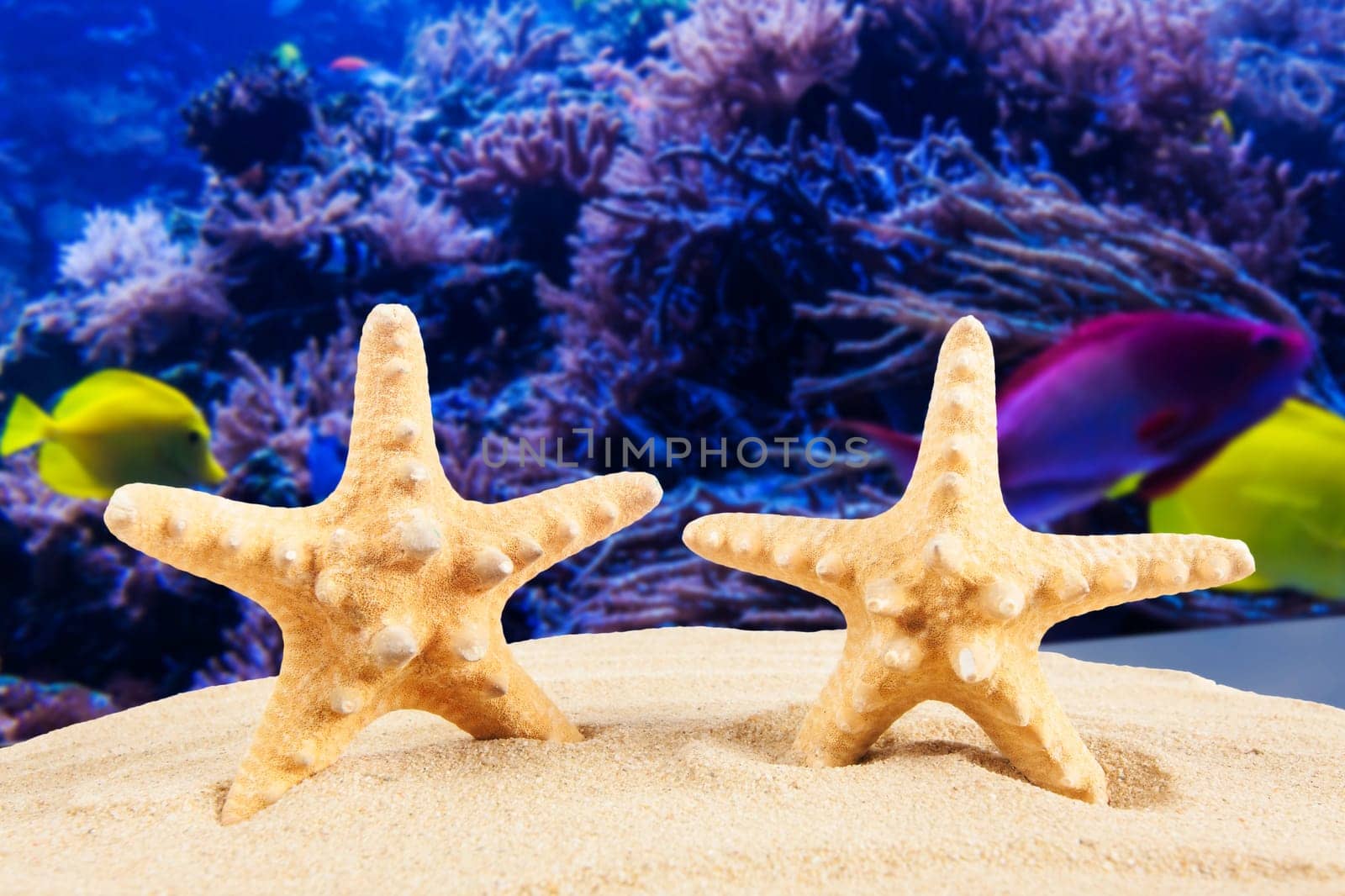 Summer background. Beauty summer background for summer time .Starfish on summer background