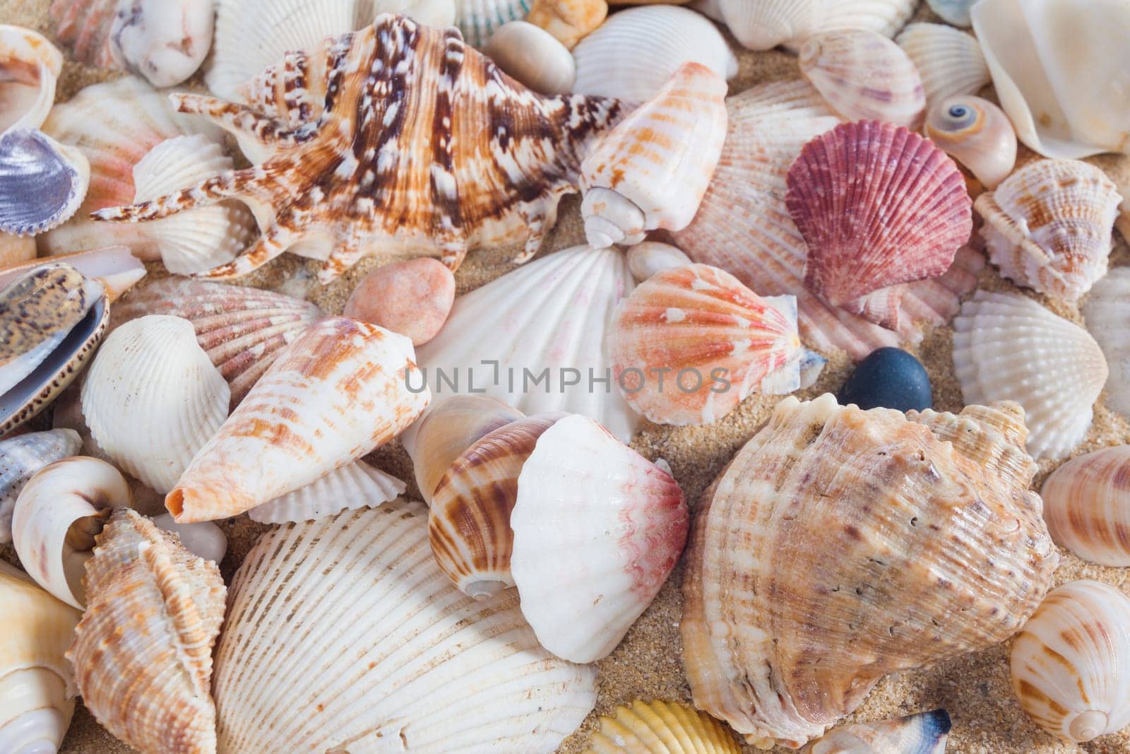 Shells and starfish on sandy beach. Summer background. Summer concept . Starfish with sand as background