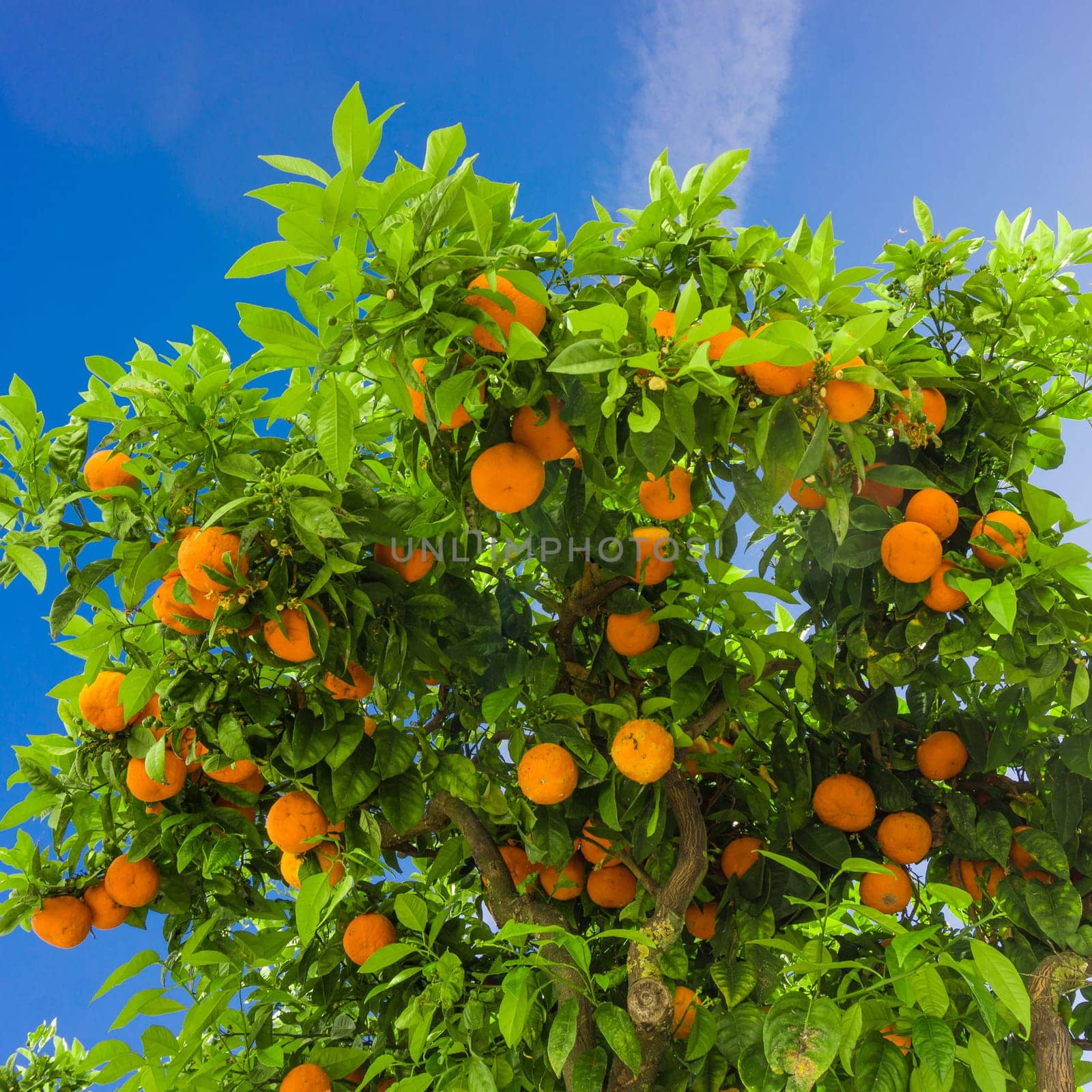 Orange tree. oranges hanging on branch, orange orchard