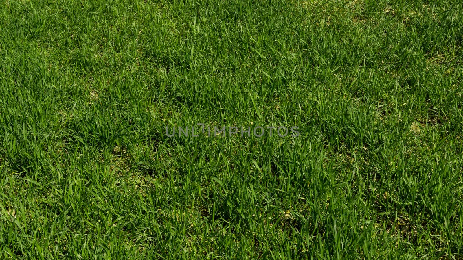 Green grass texture from a field