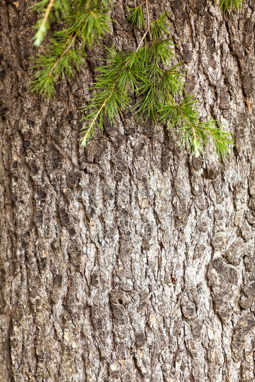 Tree bark texture