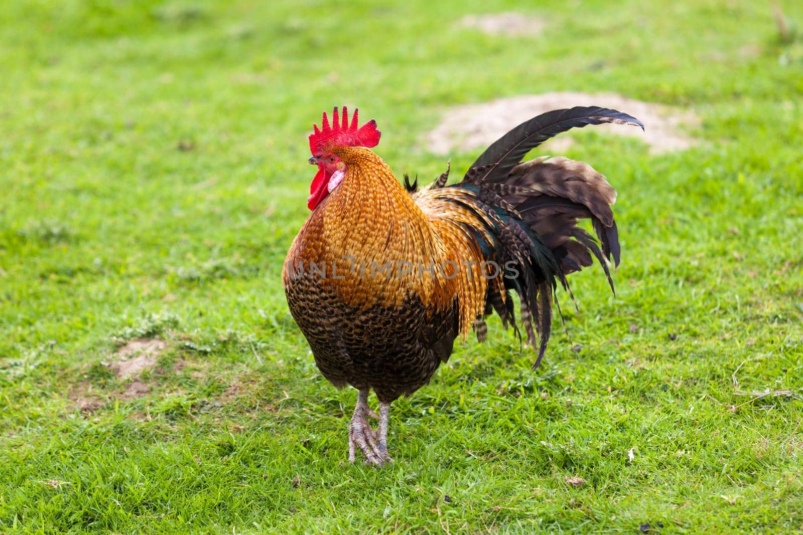 Rooster